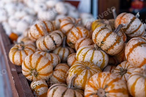 Preview: Closeup of small orange and white pumpkins against blurred background