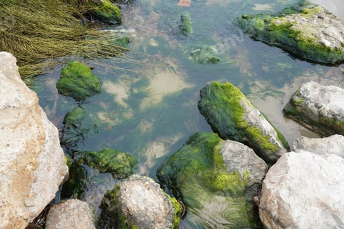 Preview: High angle shot of rocks covered with moss in the river