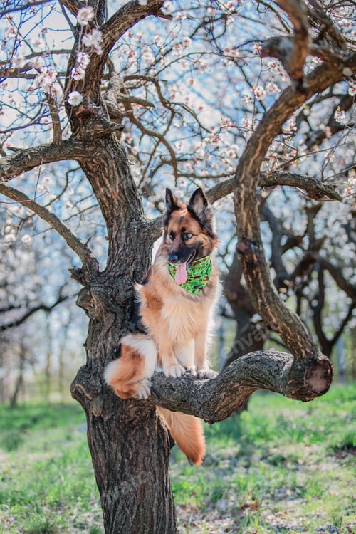 Preview: Portrait of a German shepherd dog. Dog outdoor. Purebred dog.