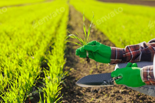 Preview: a female farmer holding a sprout of wheat with a tablet in her hands inspects the green field.