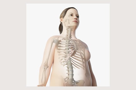Preview: Female Anatomy: Skin and Skeletal Structure