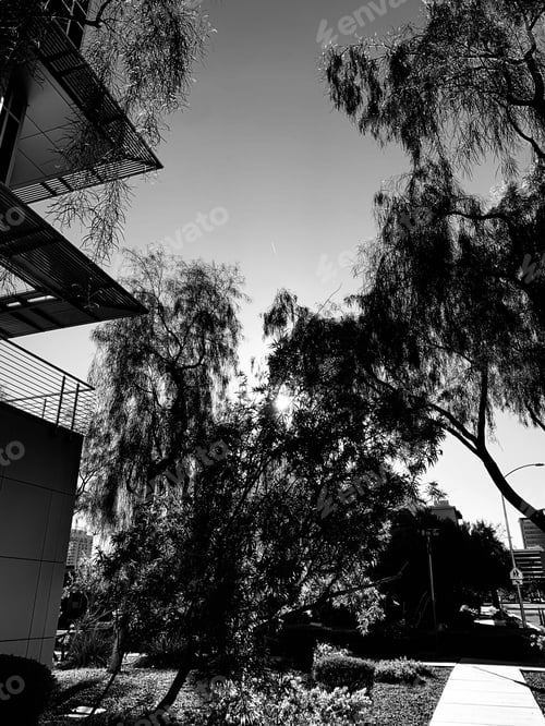 Preview: Monochrome image of trees by a building