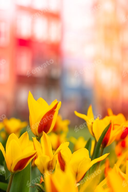Preview: Flowerbed of beautiful red-yellow picturesque tulips on green lawn background. Group of delicate two