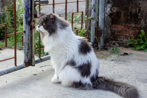 Preview: Perched Munchkin cat on concrete floor
