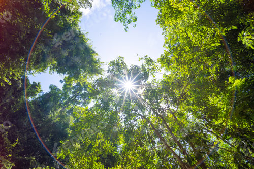 Preview: Beautiful green tree and sunlight flare under tree