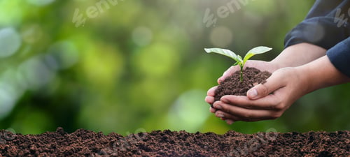 Preview: plant in the hand of a tree Ecological environment concept and forest conservation.