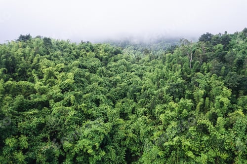 Preview: Abundance tropical rainforest and foggy in the morning at national park