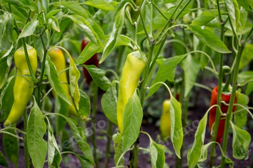 Preview: Growing peppers in the garden, ripening process
