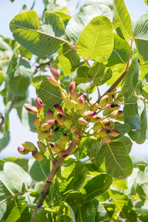 Preview: Close-up grafting site of pistachios tree, plant grafting and plant care in the garden