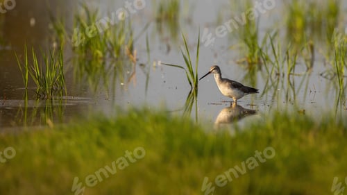Preview: Common greenshank wading in shallow water with green grass