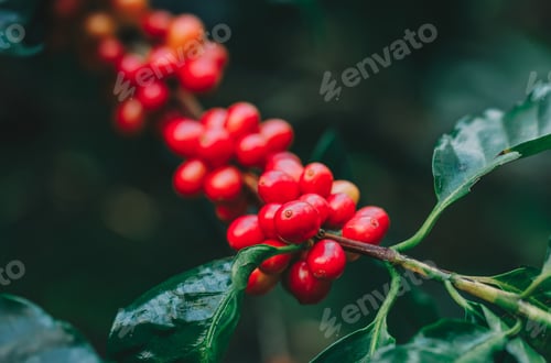 Preview: Coffee beans ripening on tree in North of thailand