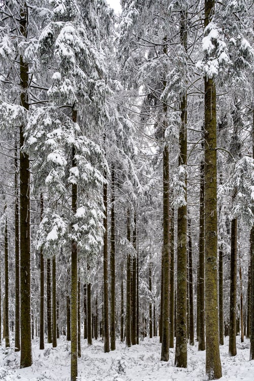 Preview: Vertical shot of trees covered in the snow in the Black Forest in Germany