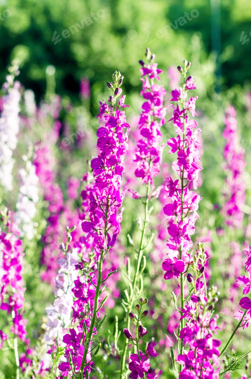 Preview: Beautiful blooming heather flowers on a meadow on a summer day in daylight.
