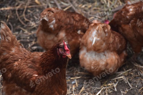 Preview: Brown free range free roaming chickens on a farm