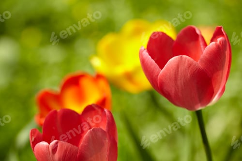 Preview: Tulips background