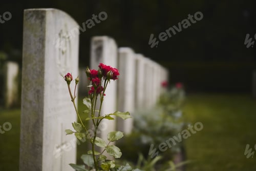 Preview: Selective focus shot of red roses growing near the headstones.