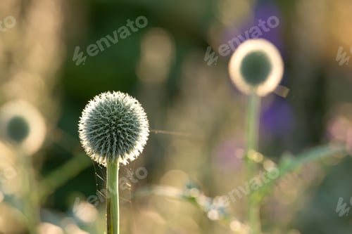 Preview: Globe Thistle flowers