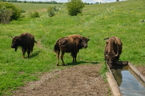 Preview: Bisons Drinking Water on Green Pasture