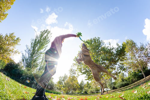 Preview: woman playing with dog in the park