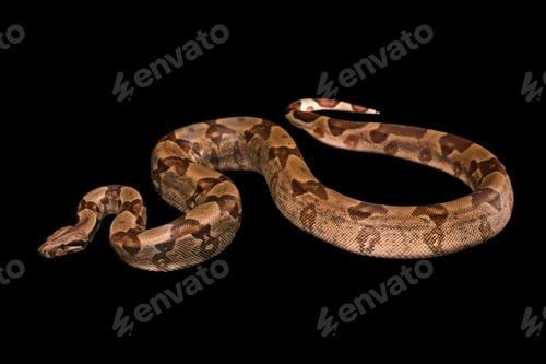 Preview: Boa constrictors isolated on black background