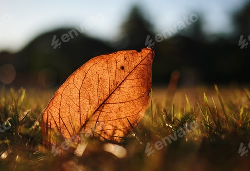 Preview: Close-up view of the dried leaf on the lawn