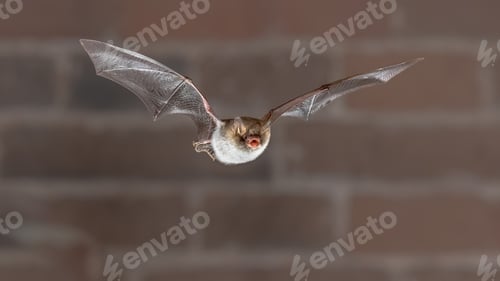 Preview: Natterers bat flying frontal view