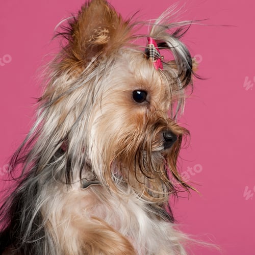 Preview: Yorkshire Terrier (9 months old)