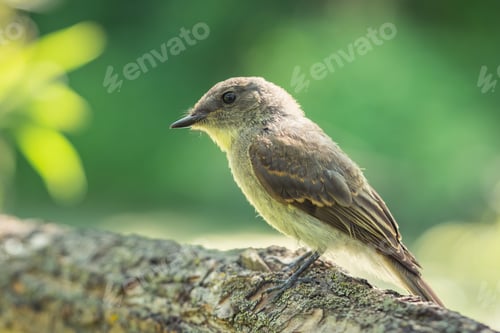 Preview: Selective focus shot of a woodpecker finch sitting on a branch