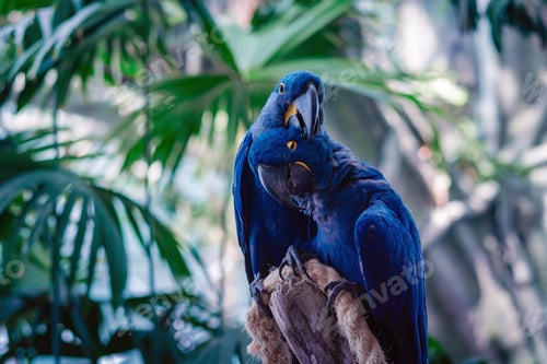 Preview: Couple of Blue Hyacinth macaw parrot in park