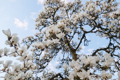 Preview: Blossom tree