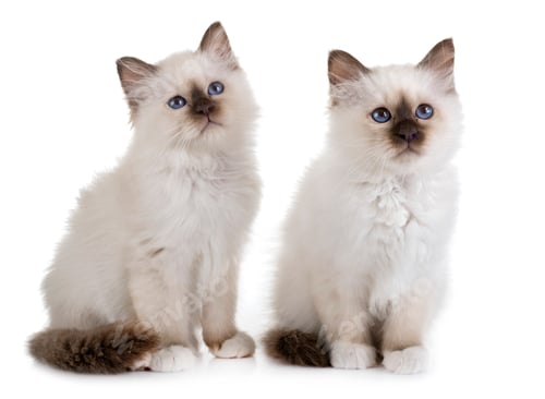 Preview: birman kitten in studio