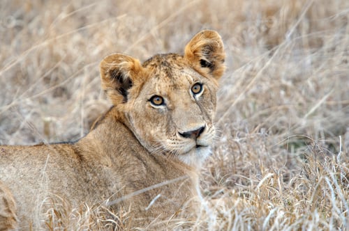 Preview: Lion in National park of Kenya