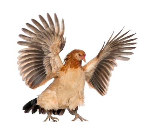 Preview: Hen flying against white background