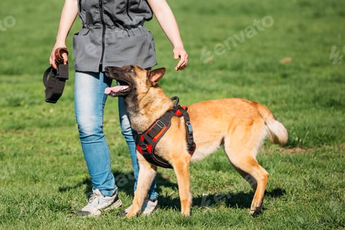 Preview: Man Working With A Malinois Dog In A Defense Training In Sunny S