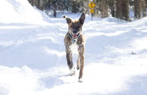 Preview: Happy hound dog with ears flying running in nature