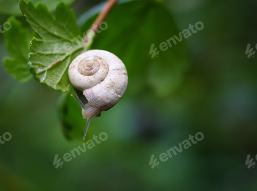 Preview: Curious snail in the garden on green leaf