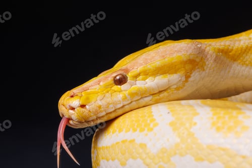 Preview: Close up of golden yellow python with tongue hanging out on black background. tree snake