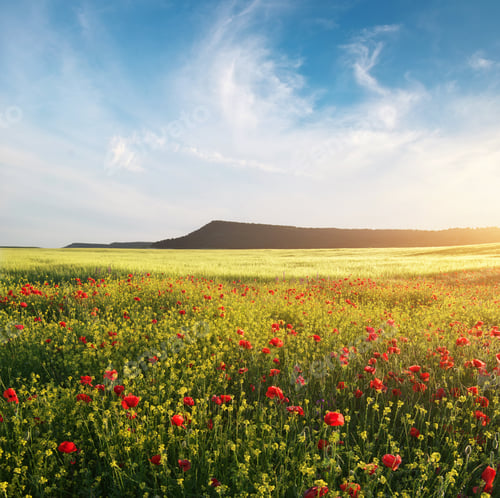 Preview: Spring flowers in meadow.
