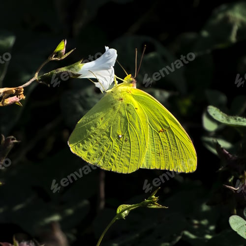 Preview: Yellow butterfly on white flower