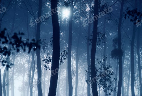 Preview: Sunlight filtering through tree canopy in forest.