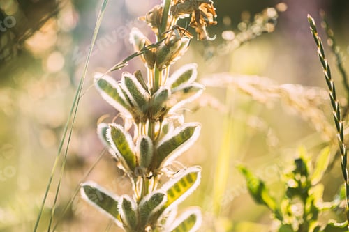 Preview: Lupine In Summer Meadow At Sunset Sunrise. Lupinus, Commonly Known As Lupin Or Lupine, Is A Genus Of