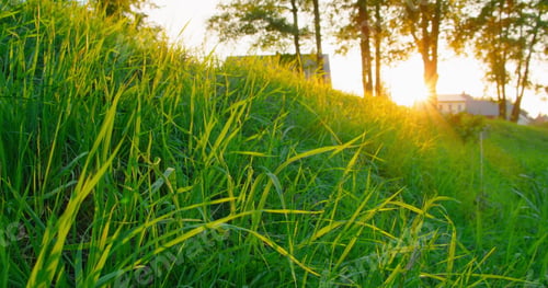Preview: Morning in the rural village. Close-up of green grass illuminated by sun rays. River floodplain of