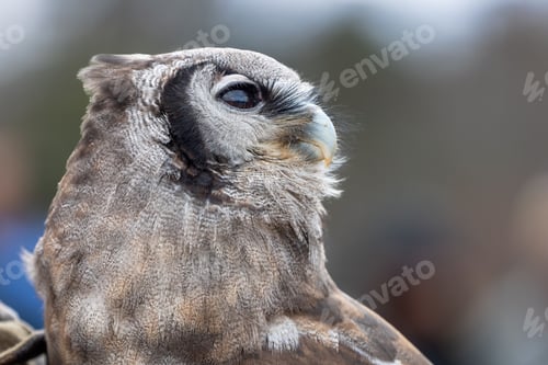 Preview: Majestic owl stands in a peaceful pose, its eye standing out against its unique feathered pattern