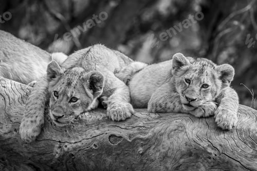 Preview: Lion cubs sitting on a fallen tree.