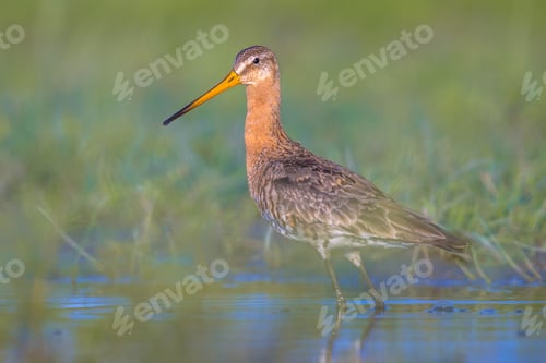 Preview: Majestic Black-tailed Godwit wader bird suspiciously looking in