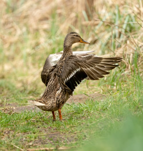 Preview: Mallard Bird In The Forest