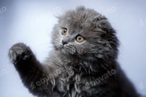 Preview: little british fold kitten with gray hair on white background