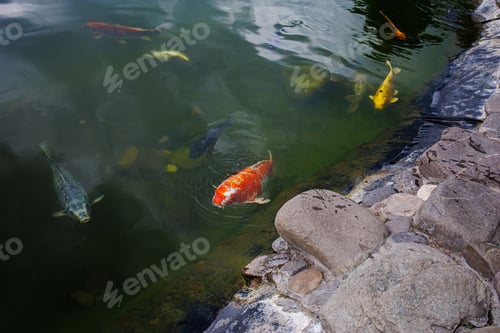 Preview: Japanese carp emerge from the lake to take in air. Koi carp are ornamental domesticated fish