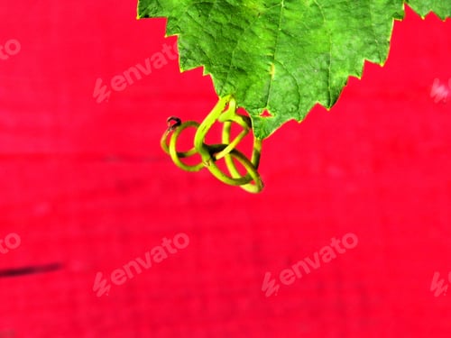Preview: Green wine leaf on red
