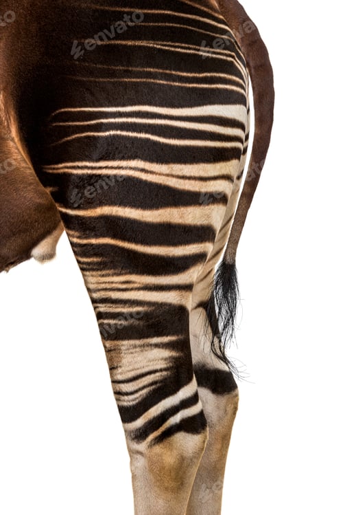 Preview: Okapi, Okapia johnstoni, isolated on white